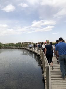 Azraq Wetland - Jordan